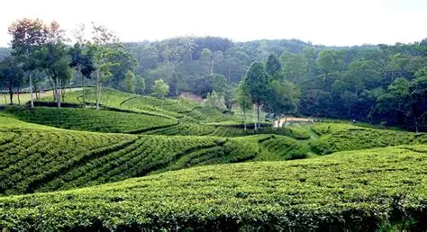 সাজেক বাজেট